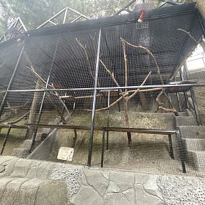 common palm civet exhibit