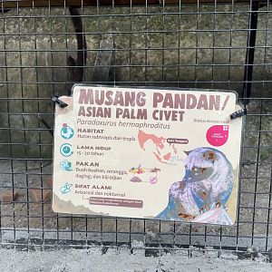common palm civet signage