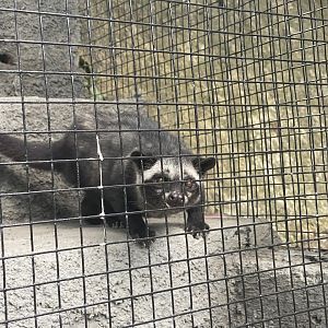 common palm civet (paradoxurus hermaphroditus)