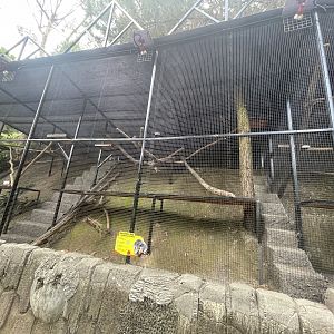 javan binturong exhibit