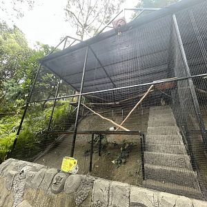 common raccoon exhibit