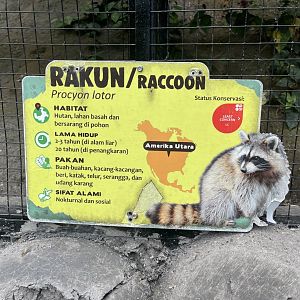 common raccoon signage