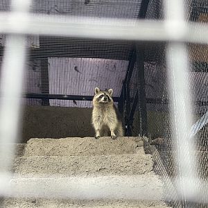 common raccoon (procyon lotor)