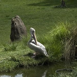 Pink Backed Pelican