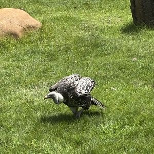 Ruppells Griffon Vulture