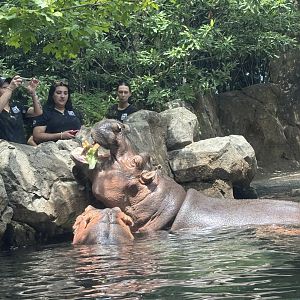 Hippo Feeding