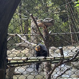 White Faced Saki Monkey
