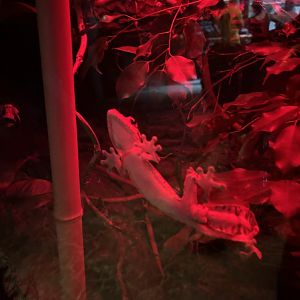 Heinkels Leaf-Tailed Gecko