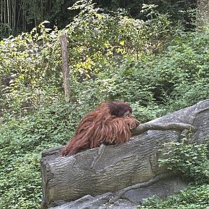 Sumatran Orangutan