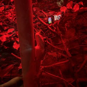 Heinkels Leaf-Tailed Gecko