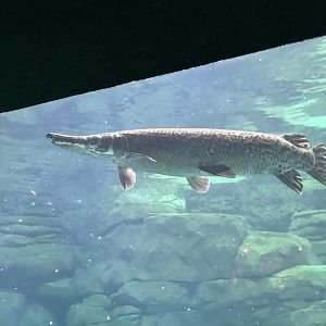Alligator Gar