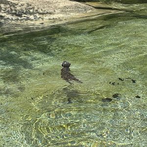 Baby Asian Small Clawed Otter