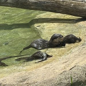 Asian Small Clawed Otters