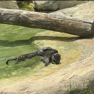 Asian Small Clawed Otters