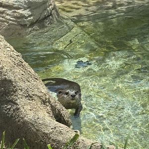 Asian Small Clawed Otter