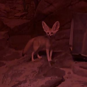 Fennec Fox