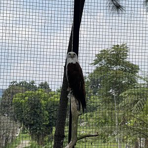brahminy kite (haliastur indus)