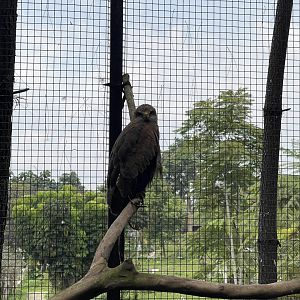 black kite (milvus migrans)