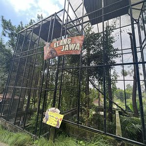 javan hawk-eagle exhibit