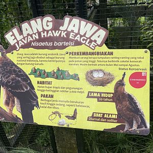 javan-hawk eagle signage (2)