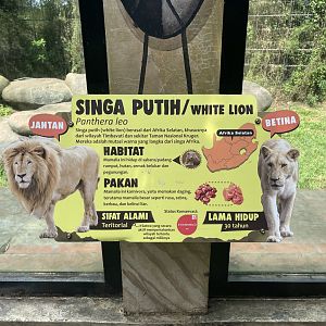 white lion signage (2)