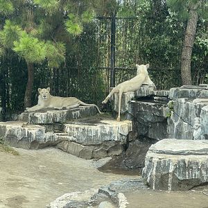 white lion (panthera leo) (1)