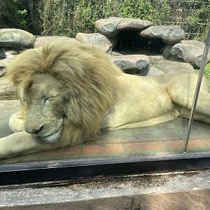 white lion (panthera leo) (2)