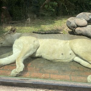 white lion (panthera leo) (3)