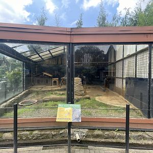 grey peacock-pheasant exhibit