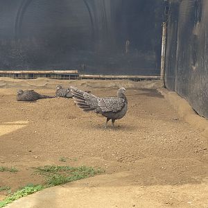 grey peacock-pheasant (polyplectron bicalcaratum)