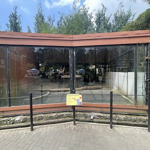 western crowned pigeon exhibit