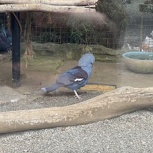 western crowned pigeon (goura cristata) (1)
