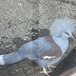 western crowned pigeon (goura cristata) (2)