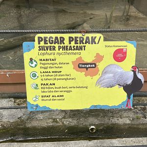 silver pheasant signage