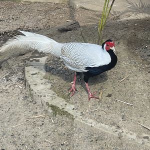 silver pheasant (lophura nycthemera)