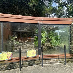 golden & yellow pheasant exhibit