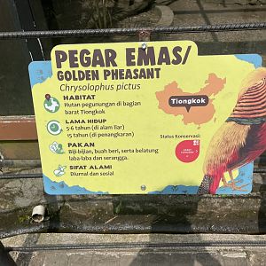 golden pheasant signage