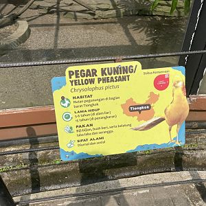 yellow pheasant signage