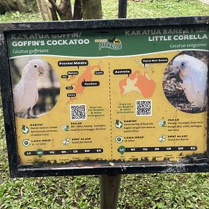big bird aviary - tanimbar & little corella signage