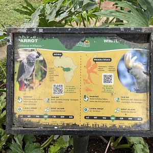 big bird aviary - african grey parrot & sulphur-crested cockatoo signage