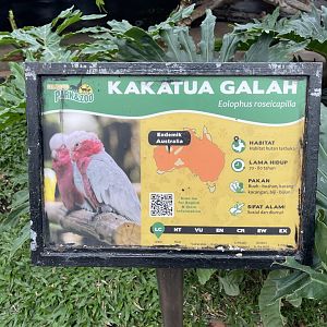 big bird aviary - galah signage