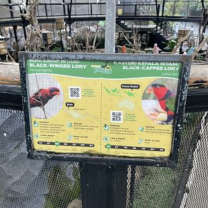 big bird aviary - black-winged & black-capped lory signage