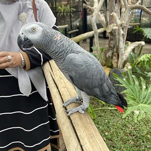big bird aviary - african grey parrot (psittacus erithacus)