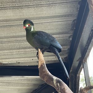 big bird aviary - white-cheeked turaco (menelikornis leucotis)