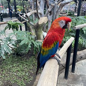 big bird aviary - scarlet macaw (ara macao)