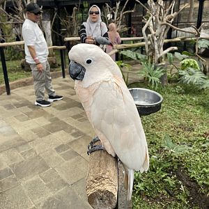 big bird aviary - salmon-crested cockatoo (cacatua moluccensis)