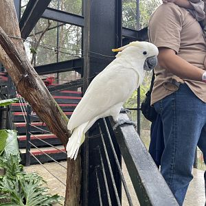 big bird aviary - citron-crested cockatoo (cacatua citrinocristata)