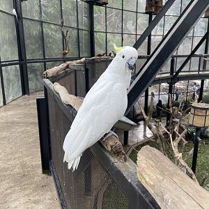 big bird aviary - eleonora cockatoo (cacatua galerita eleonora)