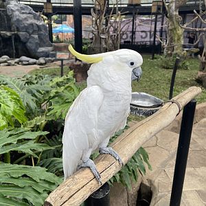big bird aviary - sulphur-crested cockatoo (cacatua galerita)