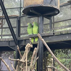 big bird aviary - yellow-crowned amazon (amazona ochrocephala)